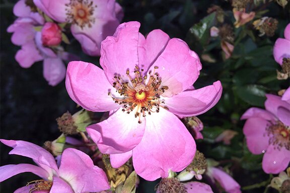 Professional Photographer Claims iPhone 6 Can Easily Replace Regular Cameras camera good 1 Professional Photographer Claims iPhone 6 Can Easily Replace Regular Cameras